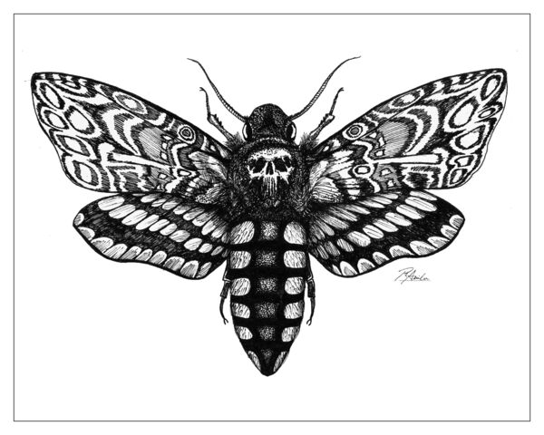 Death's Head Hawkmoth